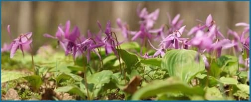 Corydalis (Yanhusuo Plant)