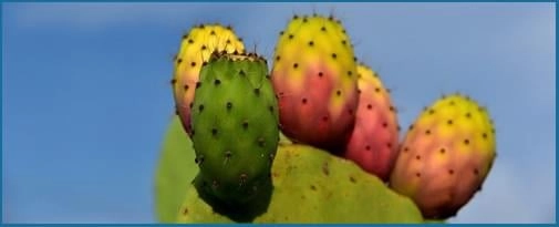 Prickly Pear